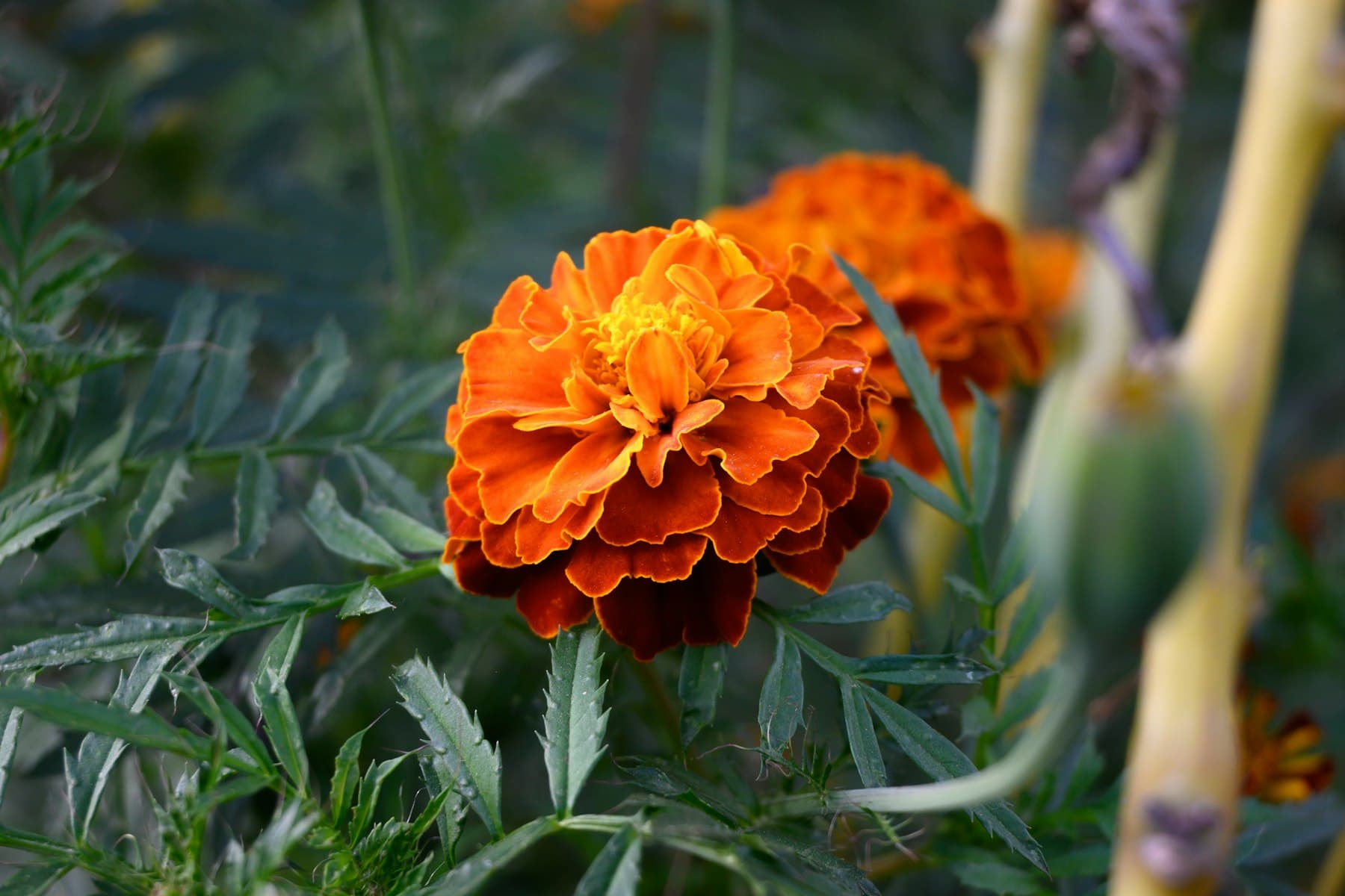 Marigolds